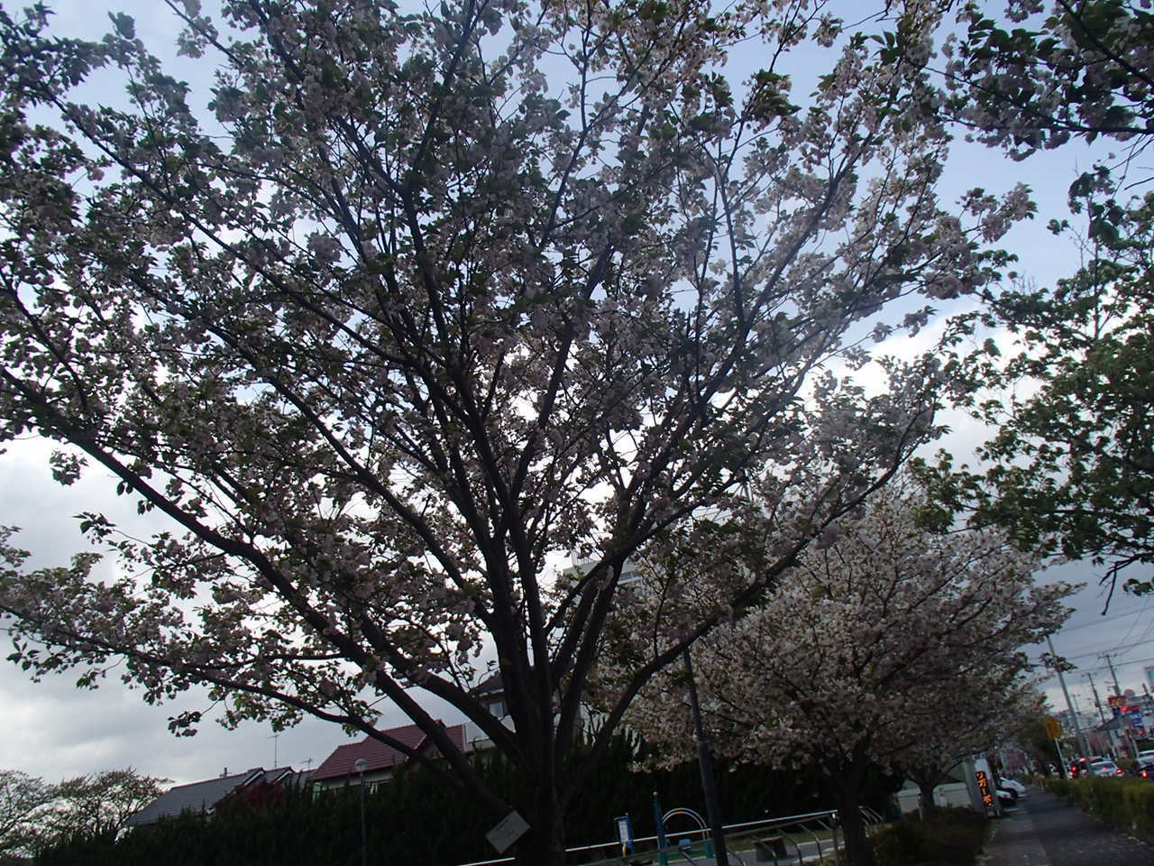 桜ヶ丘公園 Landscape photography